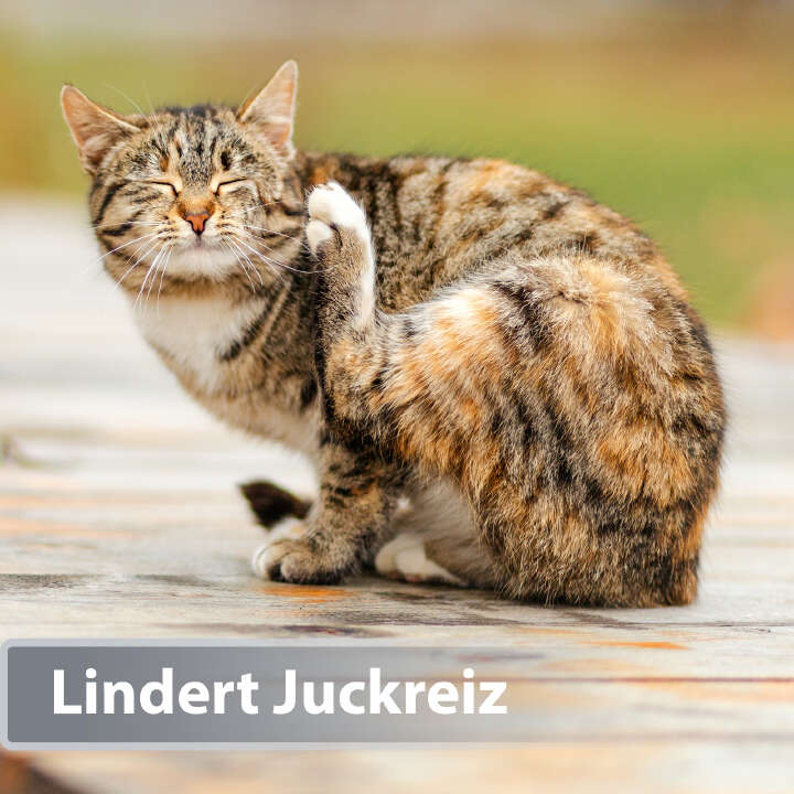 Felisept Hautpflege Mikro Silberspray für Katzen